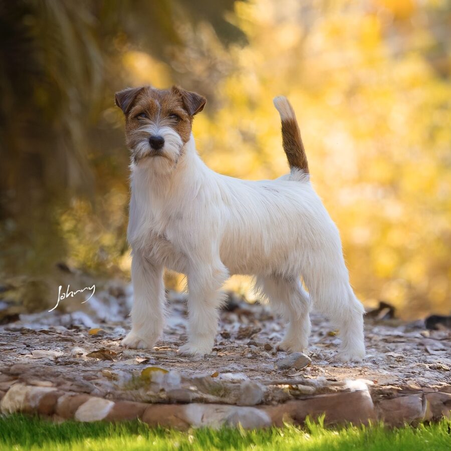 Jacktastic La Isla Bonita